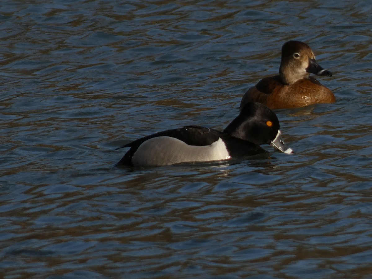 Ring-necked Duck - ML616234692