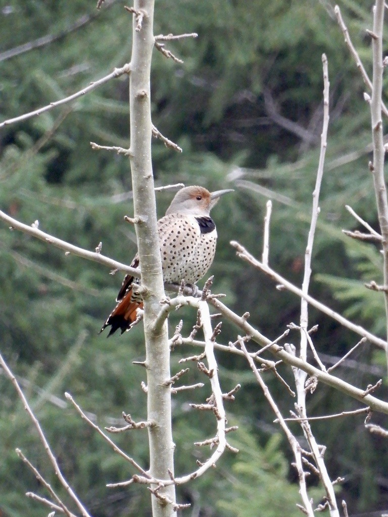 Northern Flicker - ML616234725