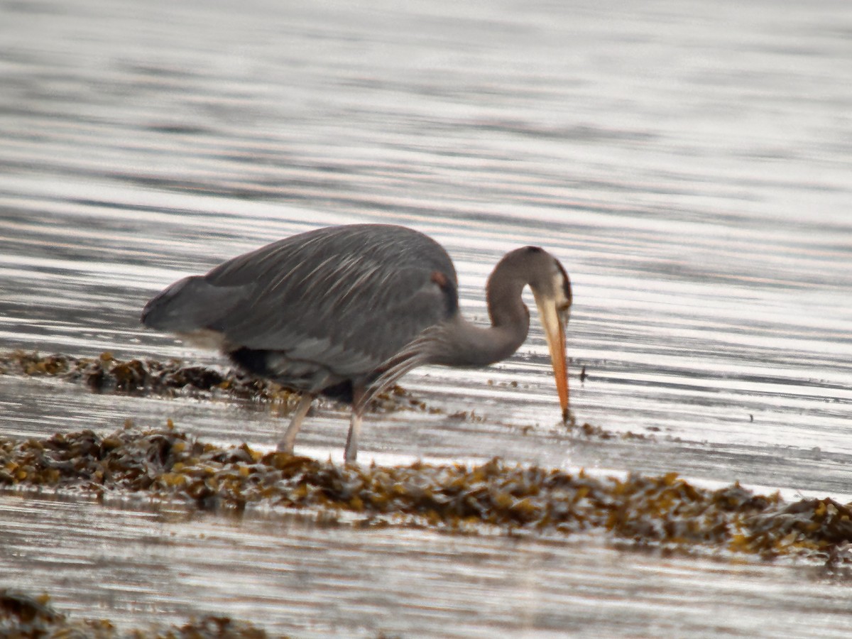 Great Blue Heron - Detlef Buettner