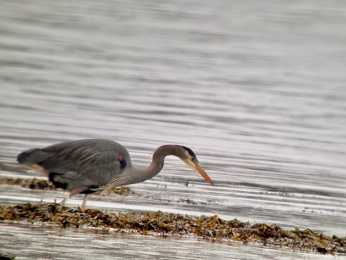 Great Blue Heron - Detlef Buettner