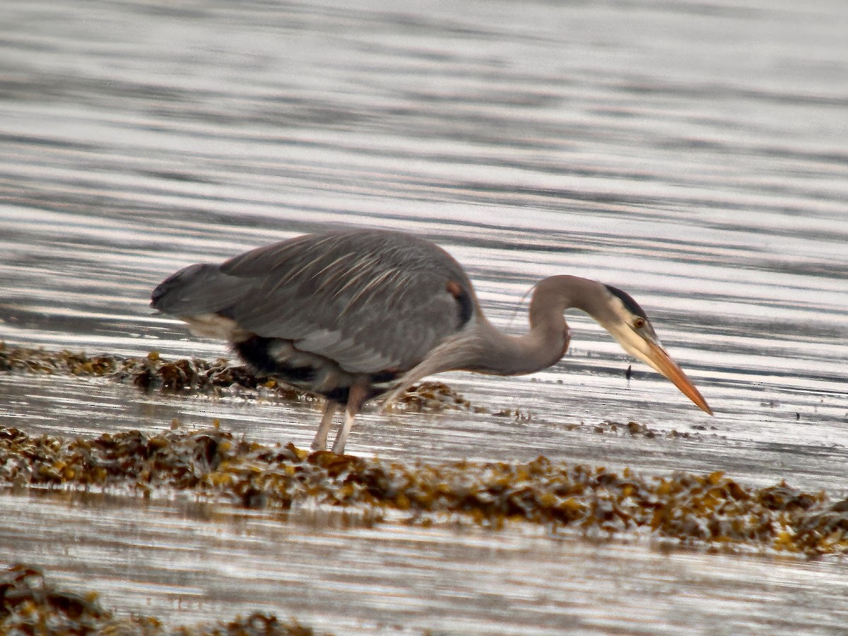 Great Blue Heron - Detlef Buettner