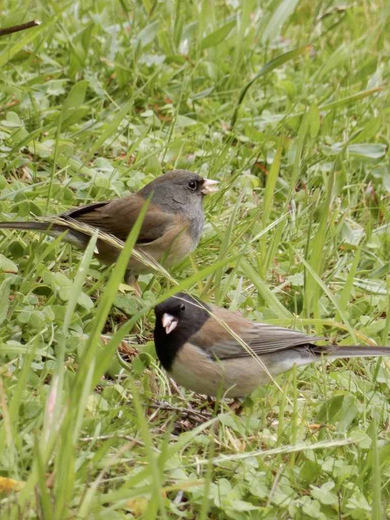 Dark-eyed Junco - ML616234760