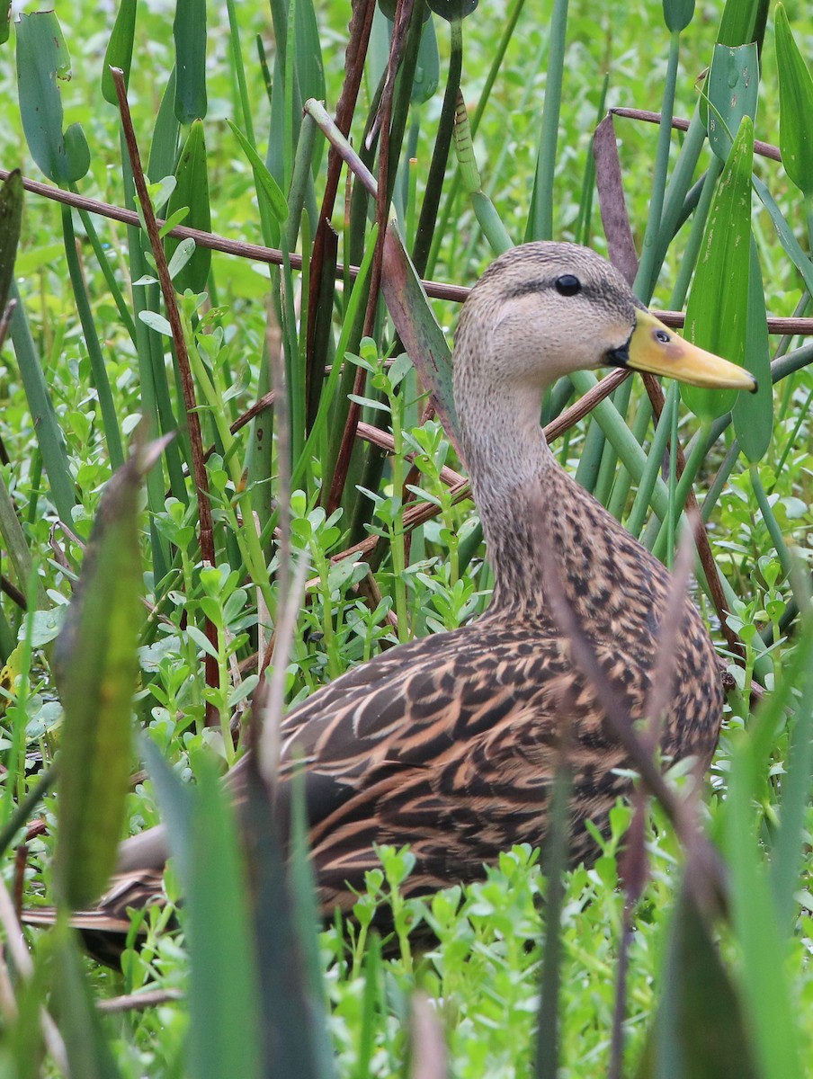 Mottled Duck - ML616234814