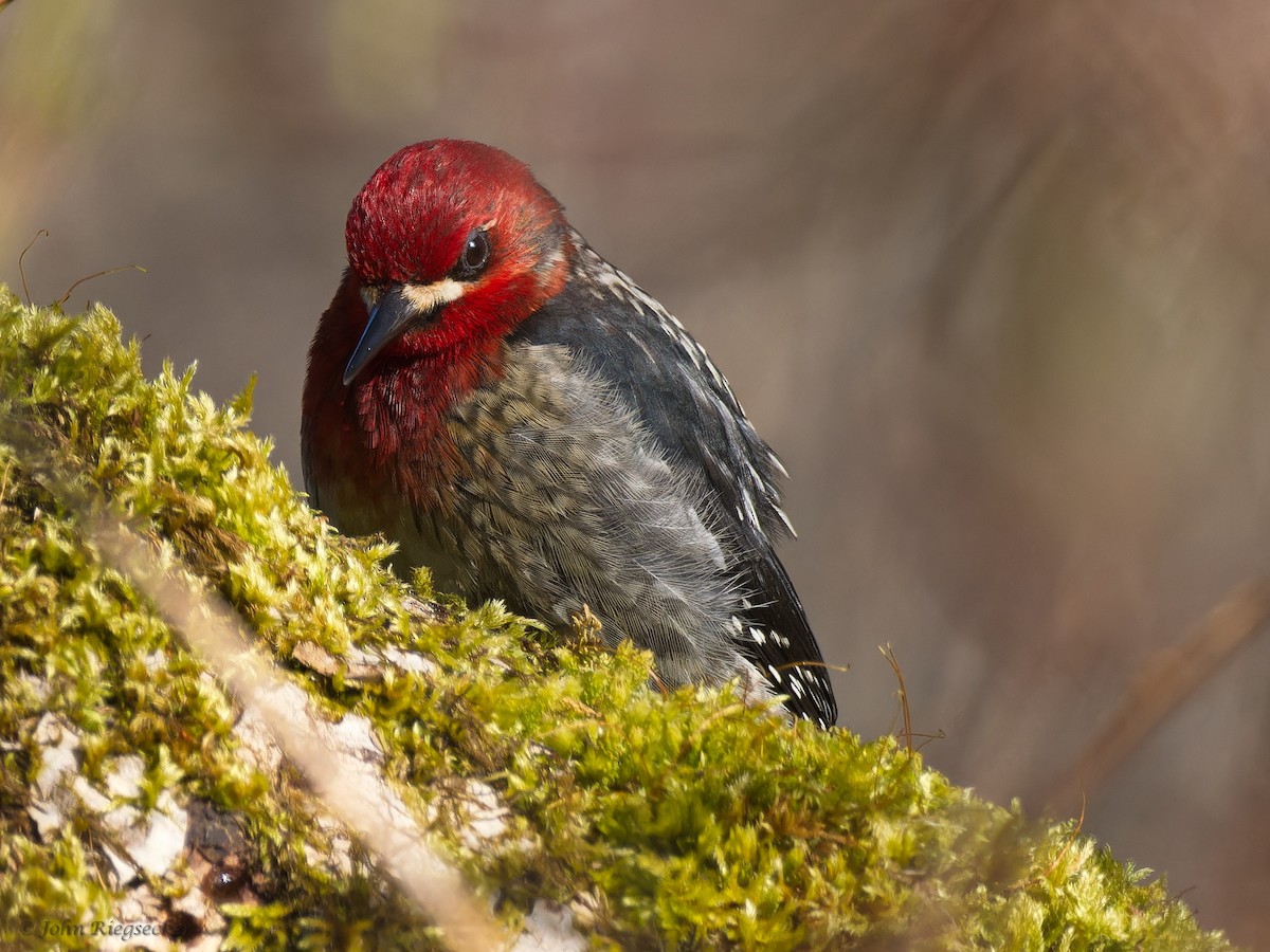 Red-breasted Sapsucker - ML616234834