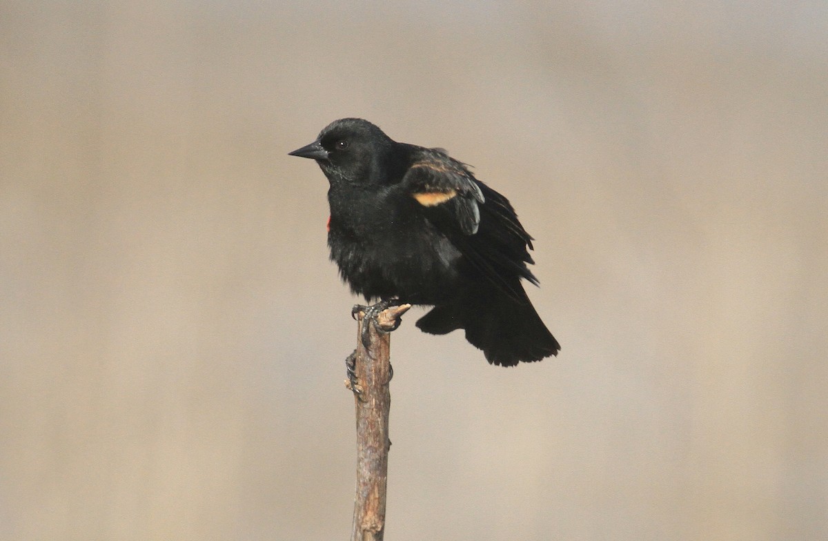 Red-winged Blackbird - ML616234859