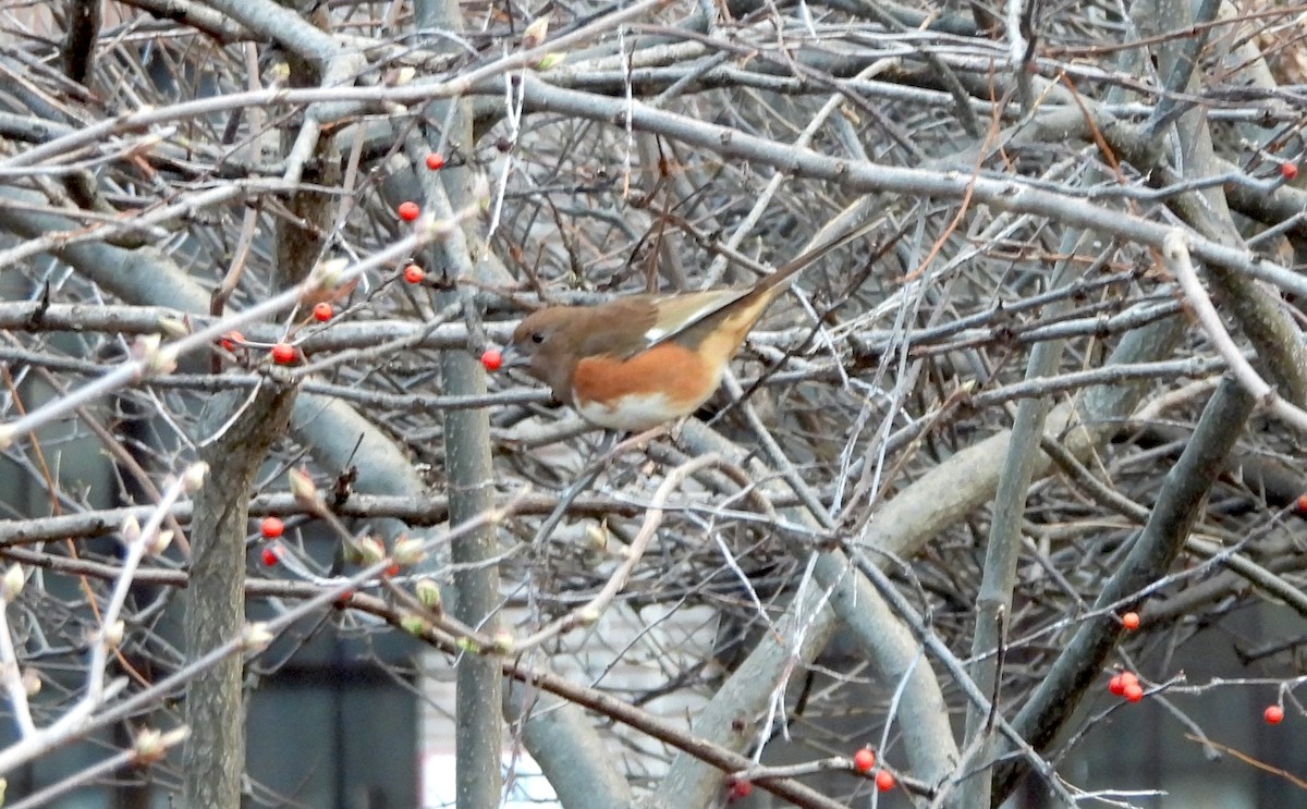 Eastern Towhee - ML616234873