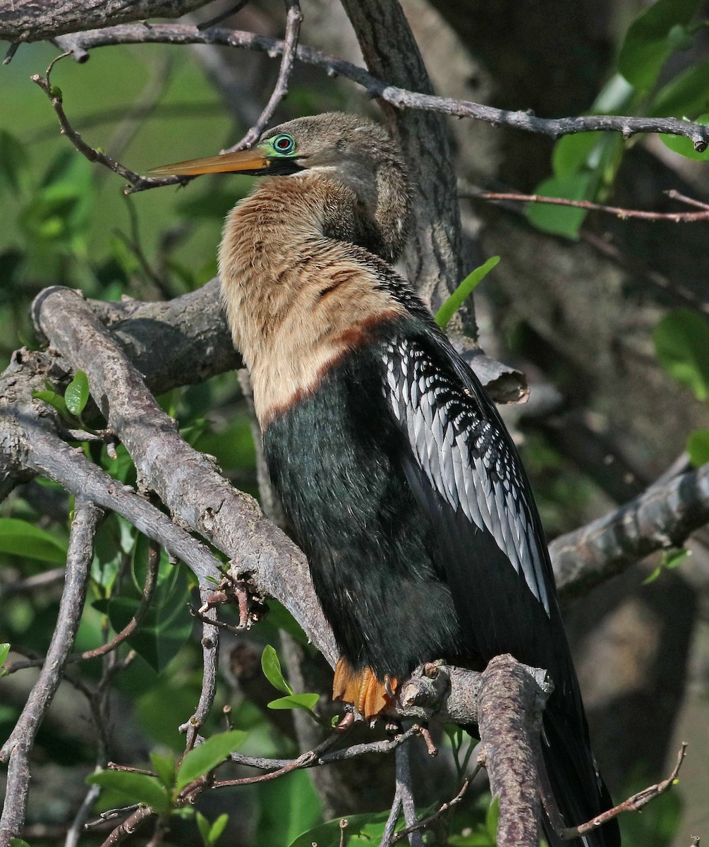 Amerika-Schlangenhalsvogel - ML616234897