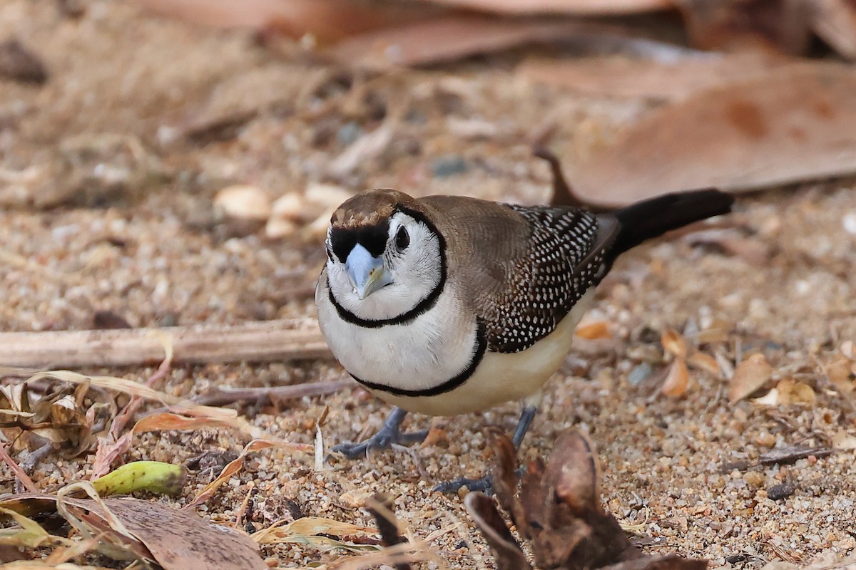 Double-barred Finch - ML616234898