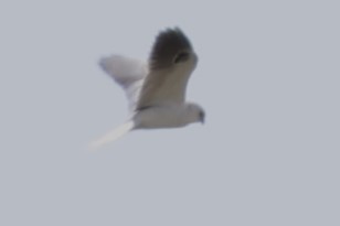 White-tailed Kite - ML616234939