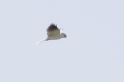 White-tailed Kite - ML616234940