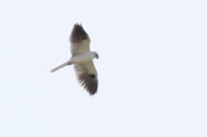 White-tailed Kite - ML616234941