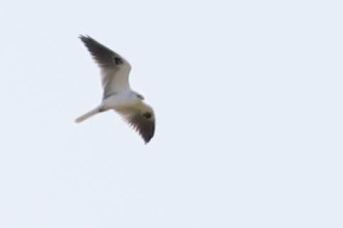 White-tailed Kite - ML616234942