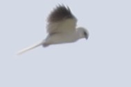 White-tailed Kite - ML616234943