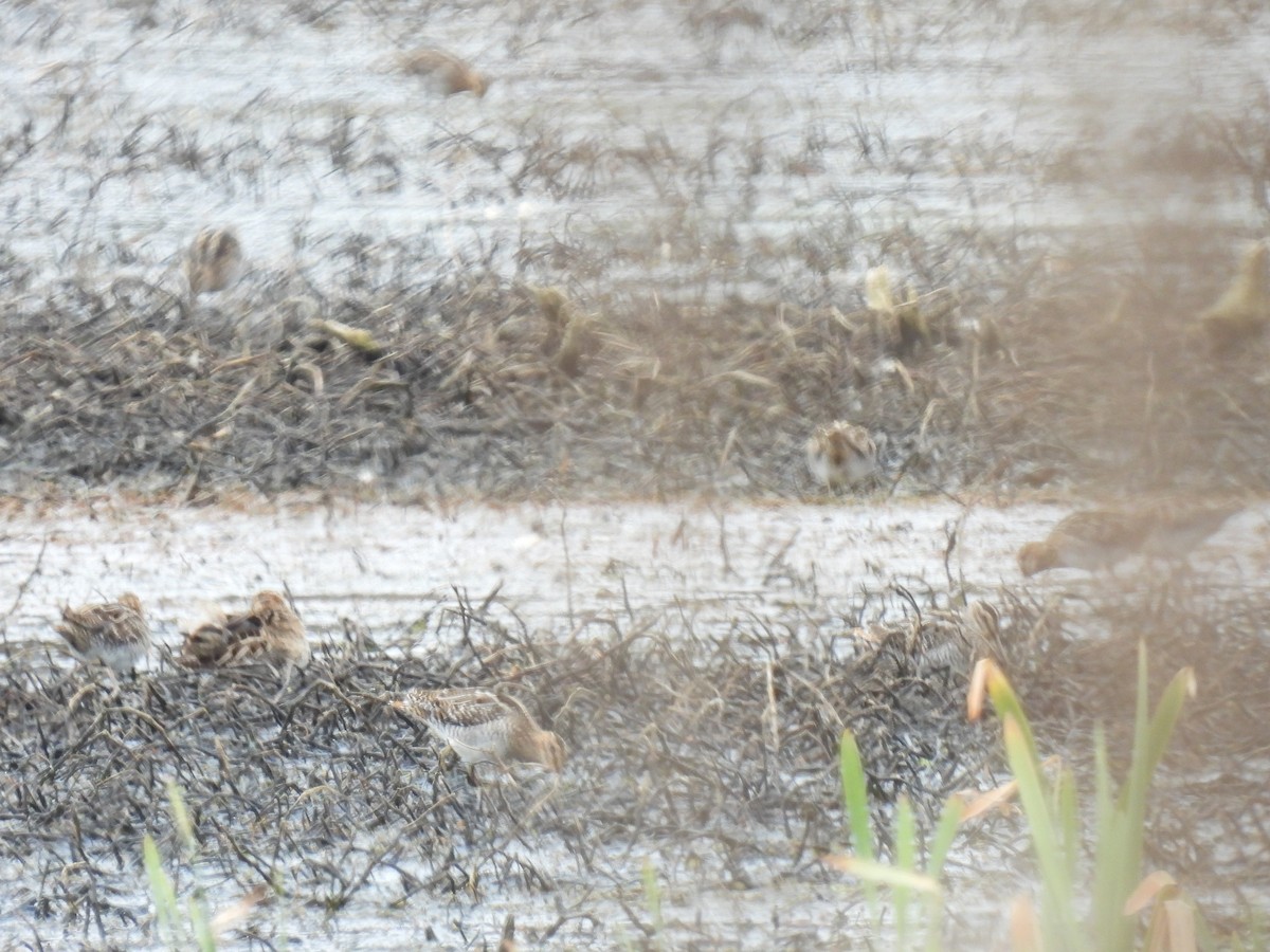 Wilson's Snipe - Cindy Leffelman