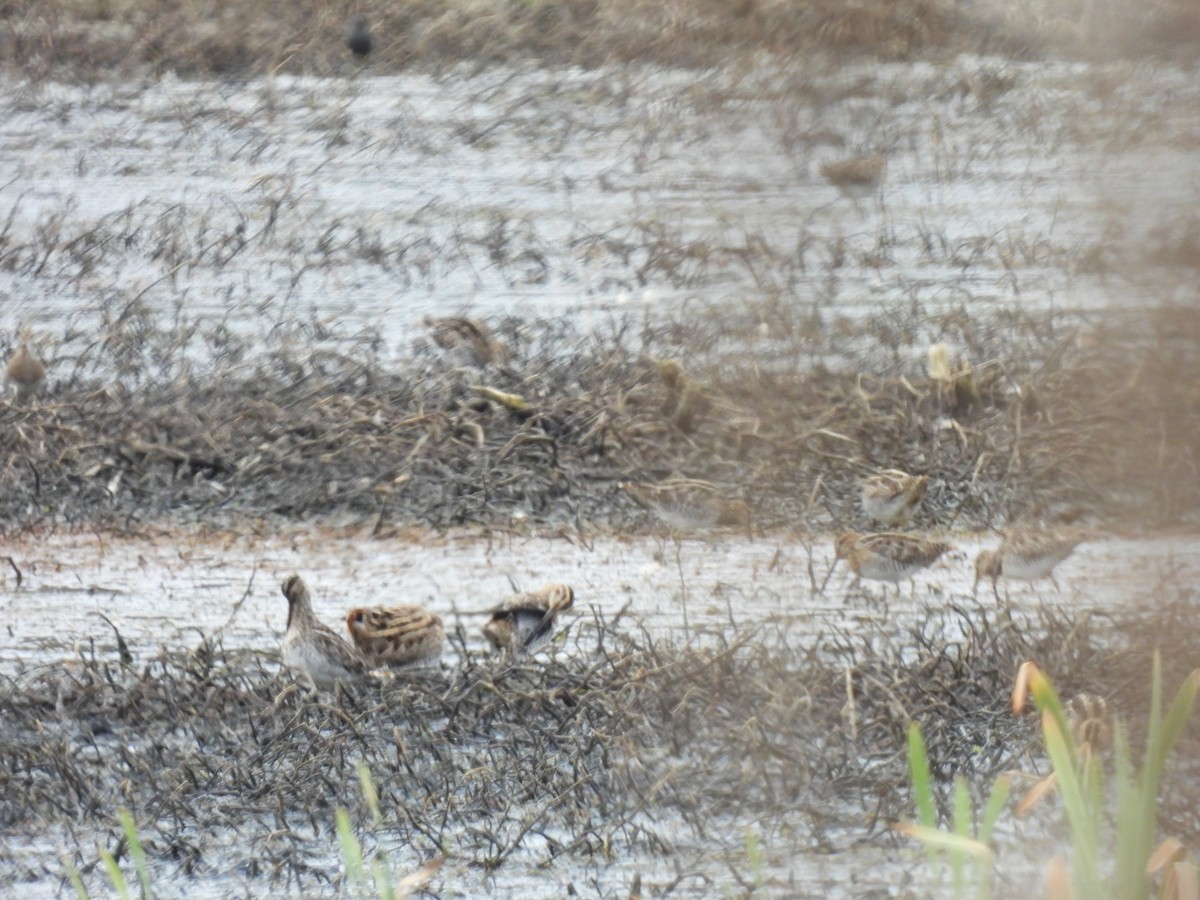 Wilson's Snipe - Cindy Leffelman