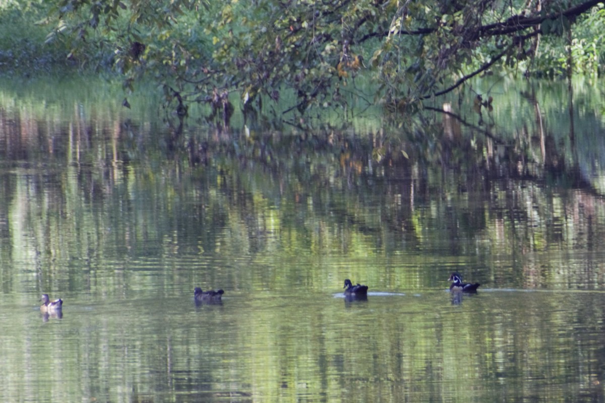 Wood Duck - ML616235001