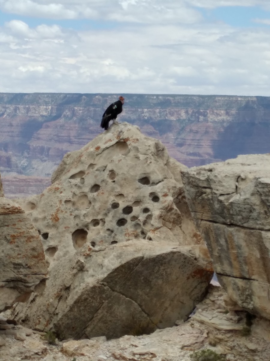 California Condor - ML616235002