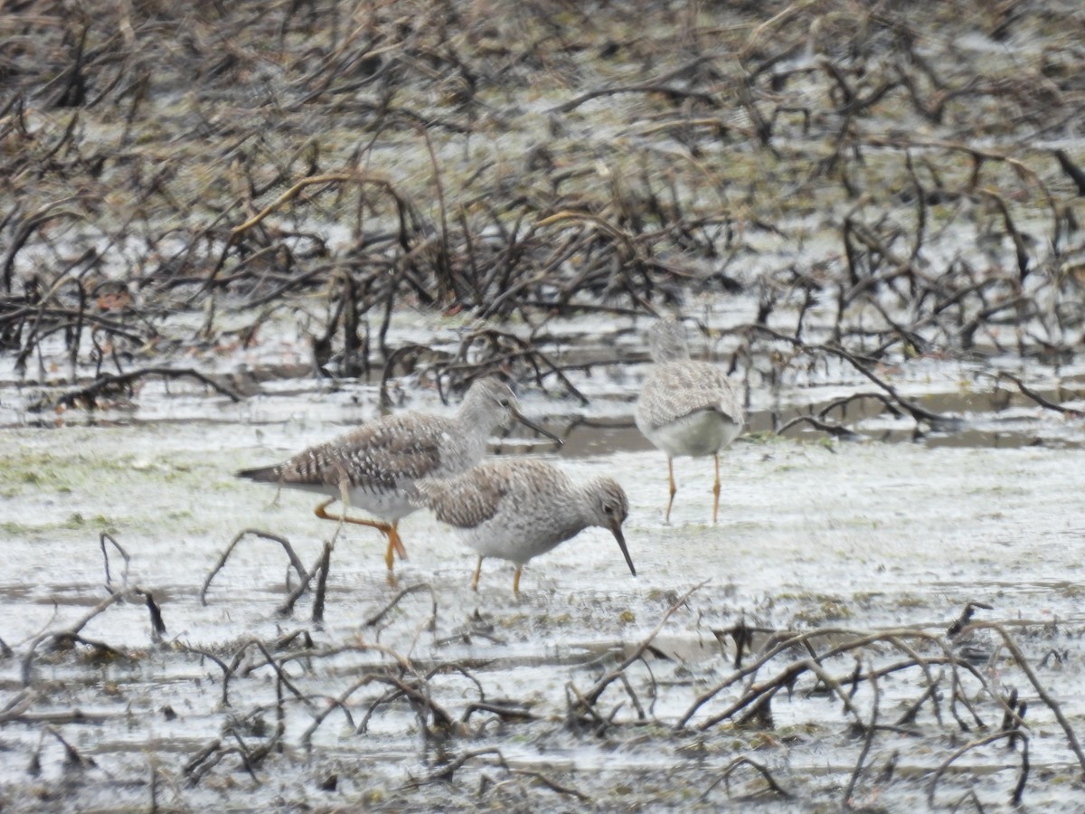 Lesser Yellowlegs - ML616235011