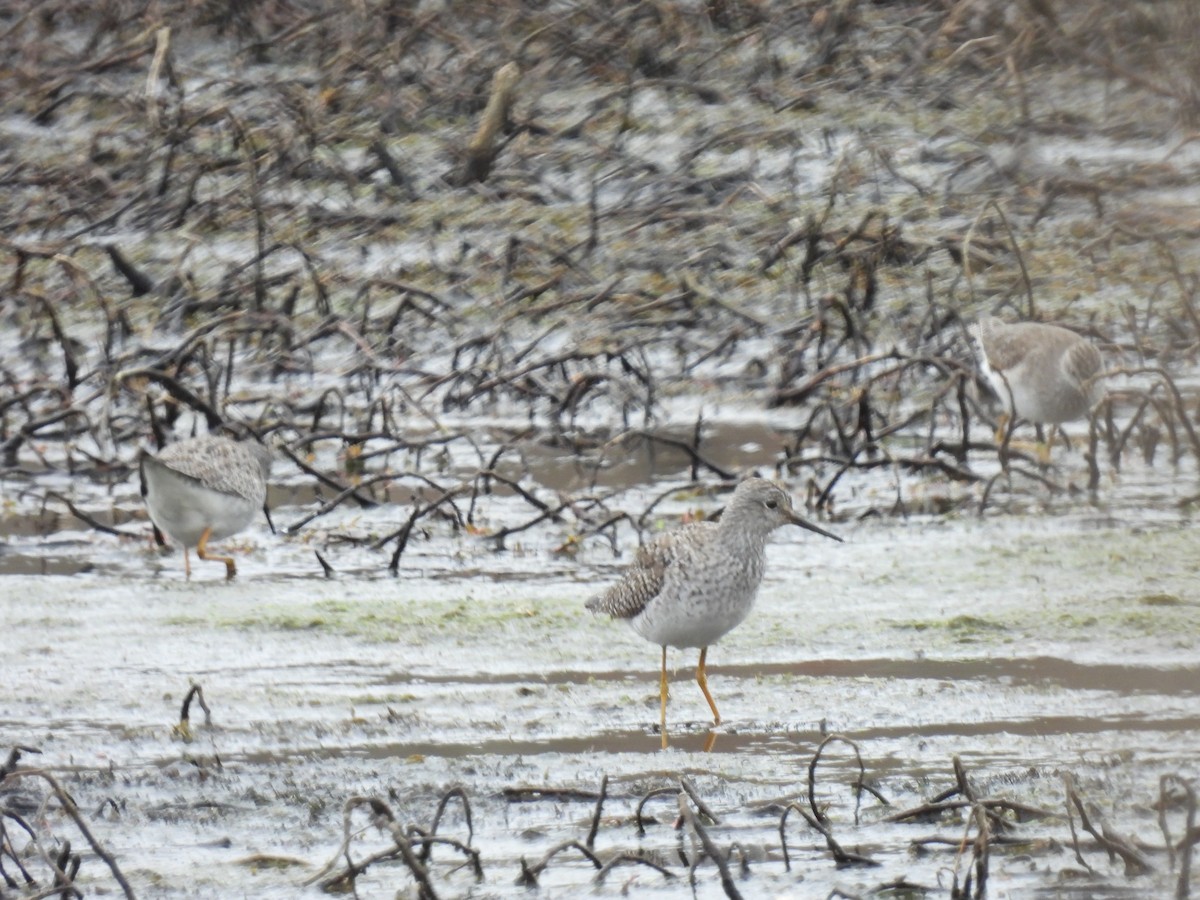 Lesser Yellowlegs - Cindy Leffelman