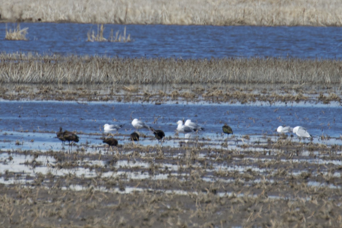 White-faced Ibis - ML616235021