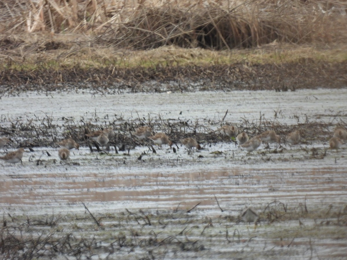 Pectoral Sandpiper - Cindy Leffelman