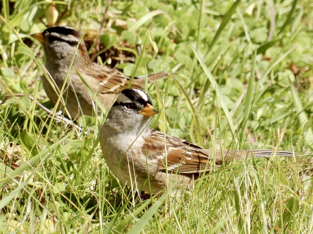 White-crowned Sparrow - ML616235035