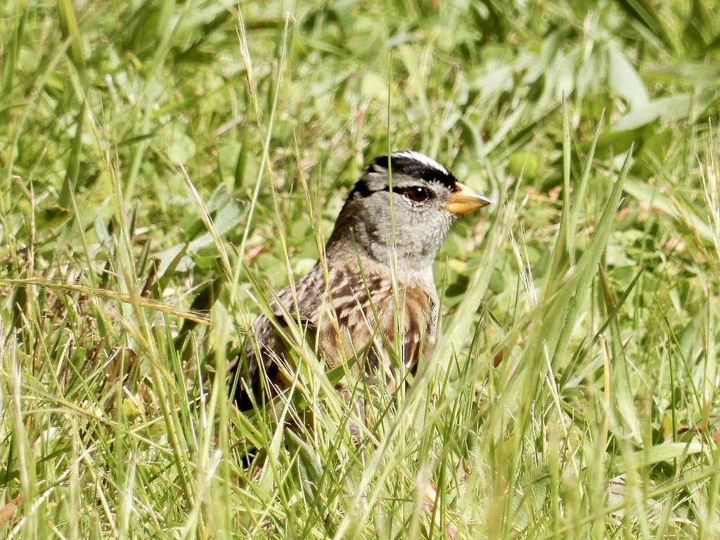 White-crowned Sparrow - ML616235036