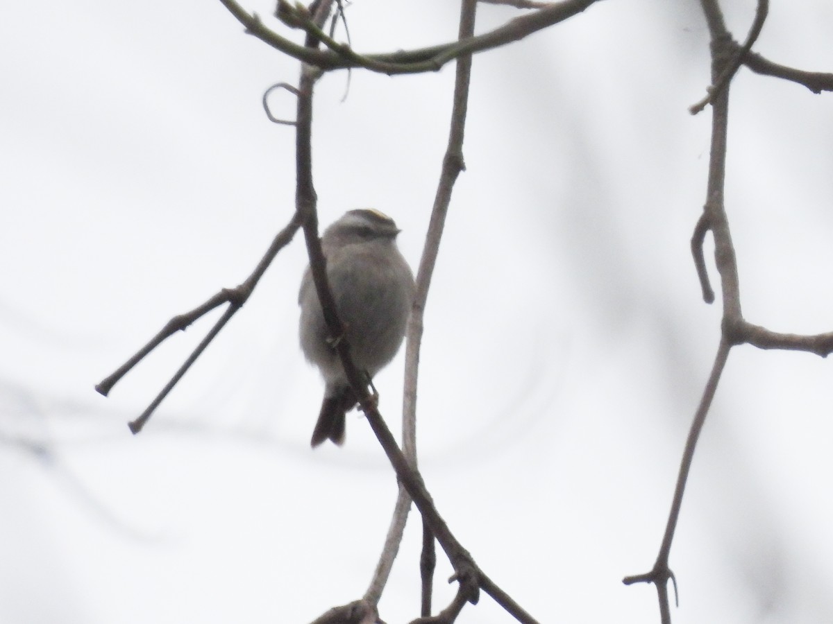 Roitelet à couronne dorée - ML616235084