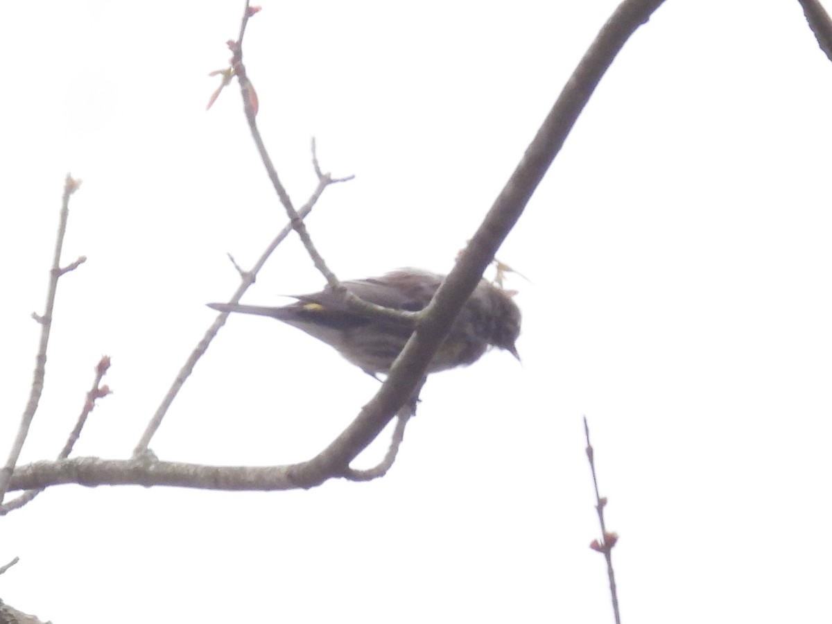 Yellow-rumped Warbler - Cindy Leffelman