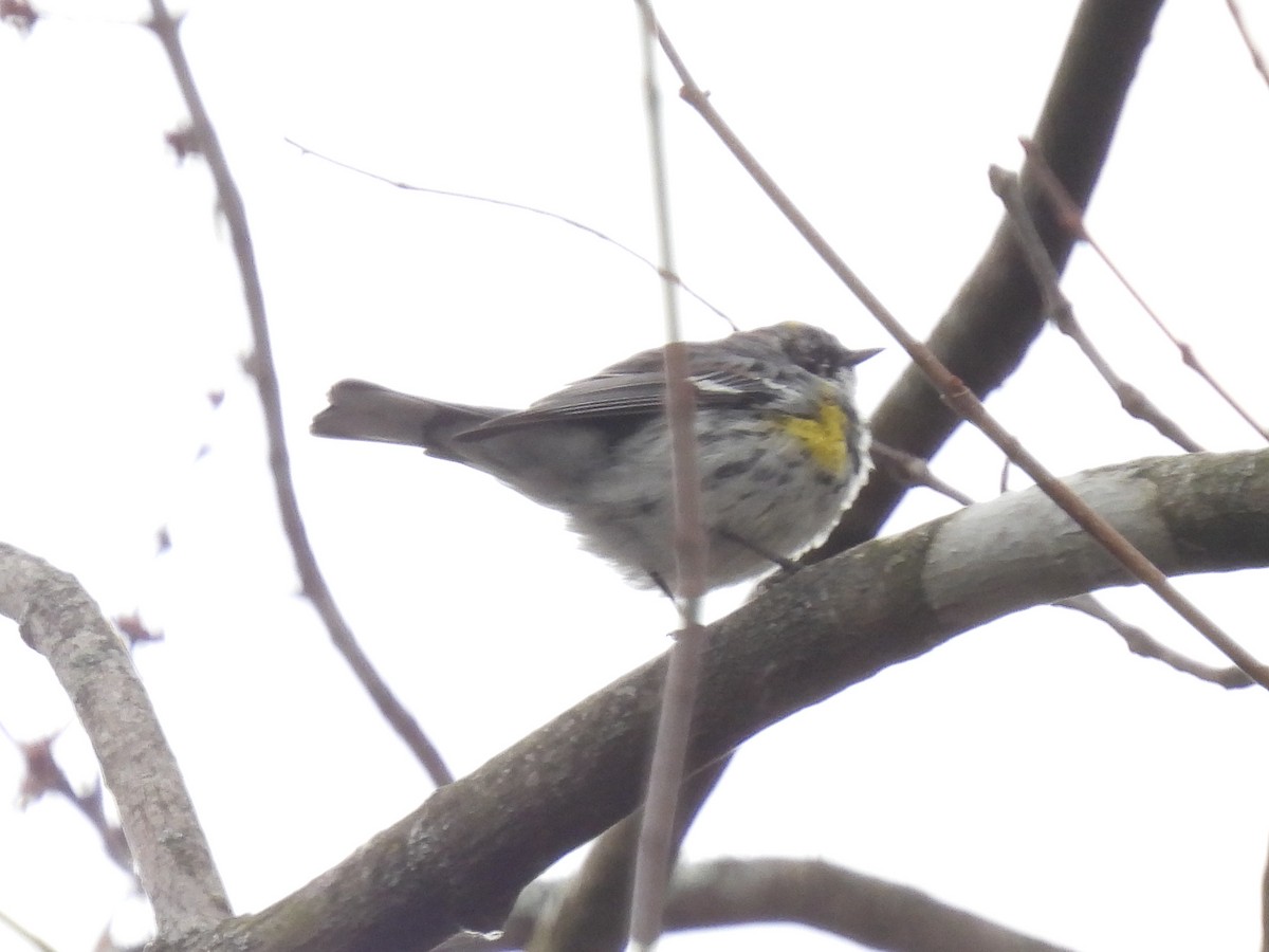 Yellow-rumped Warbler - Cindy Leffelman