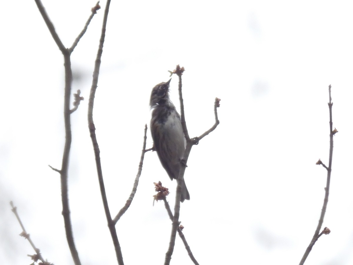 Yellow-rumped Warbler - ML616235111