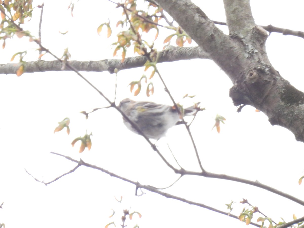 Yellow-rumped Warbler - ML616235113