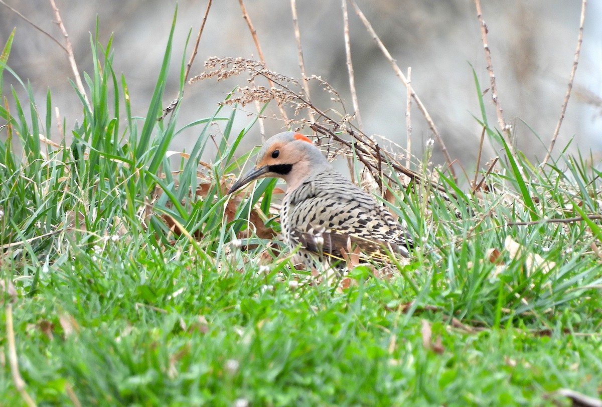 Northern Flicker - ML616235123