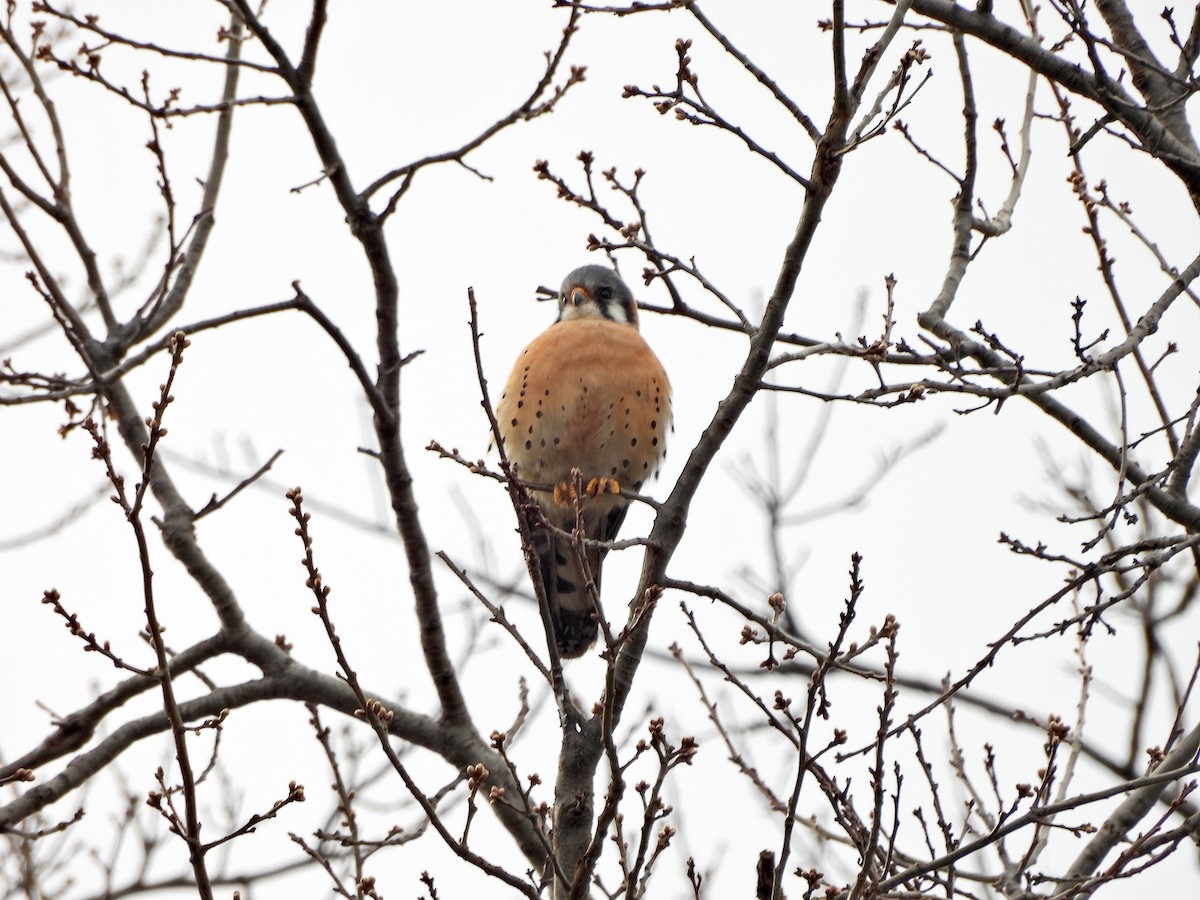 American Kestrel - ML616235130