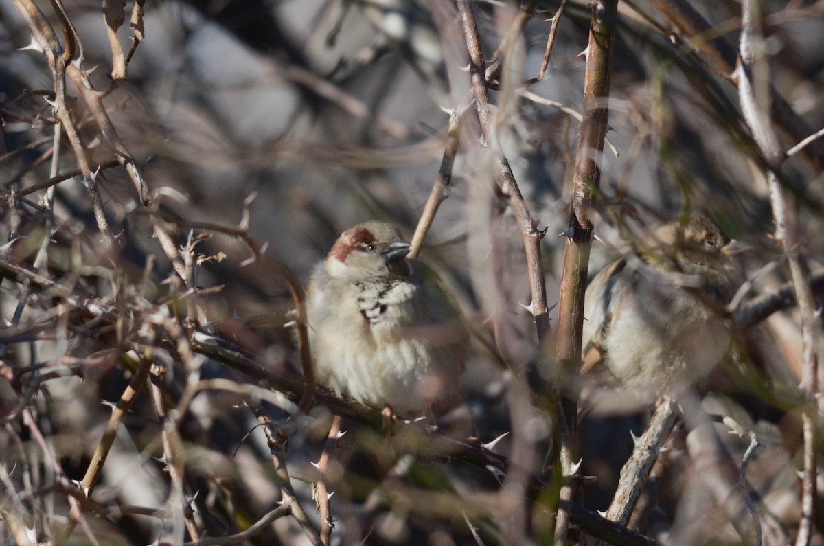 Moineau domestique - ML616235157