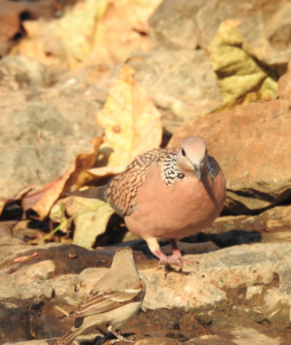 Spotted Dove - ML616235169