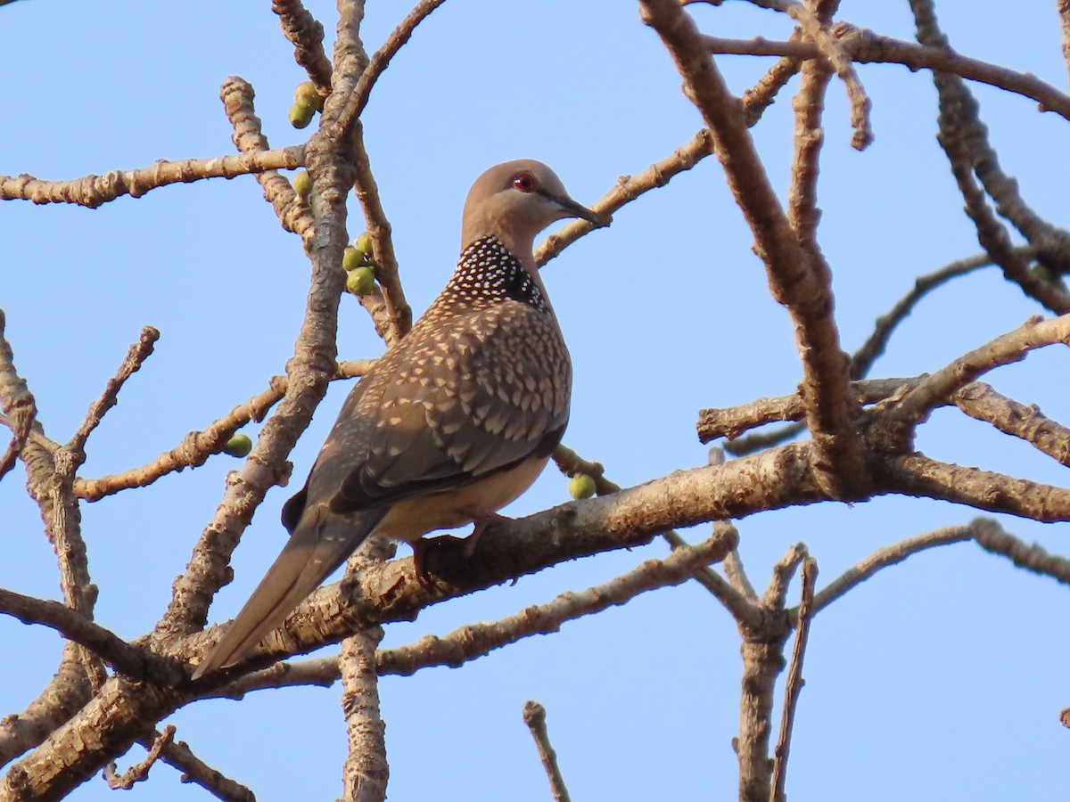Spotted Dove - ML616235170