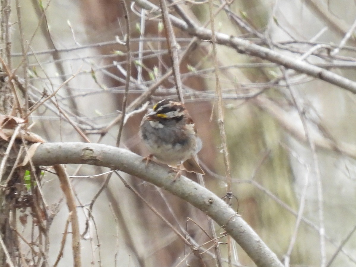 White-throated Sparrow - Cindy Leffelman