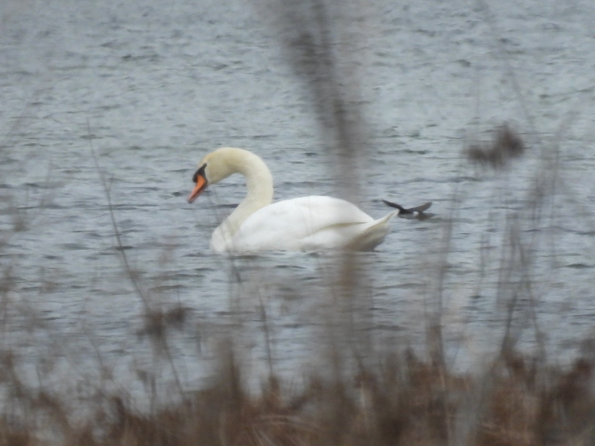 Mute Swan - Cindy Leffelman