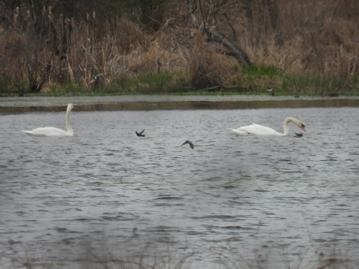 Cygne tuberculé - ML616235189