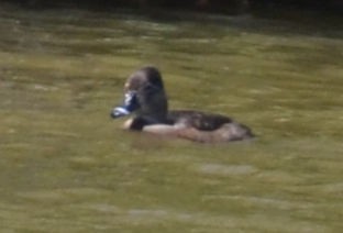 Ring-necked Duck - ML616235281