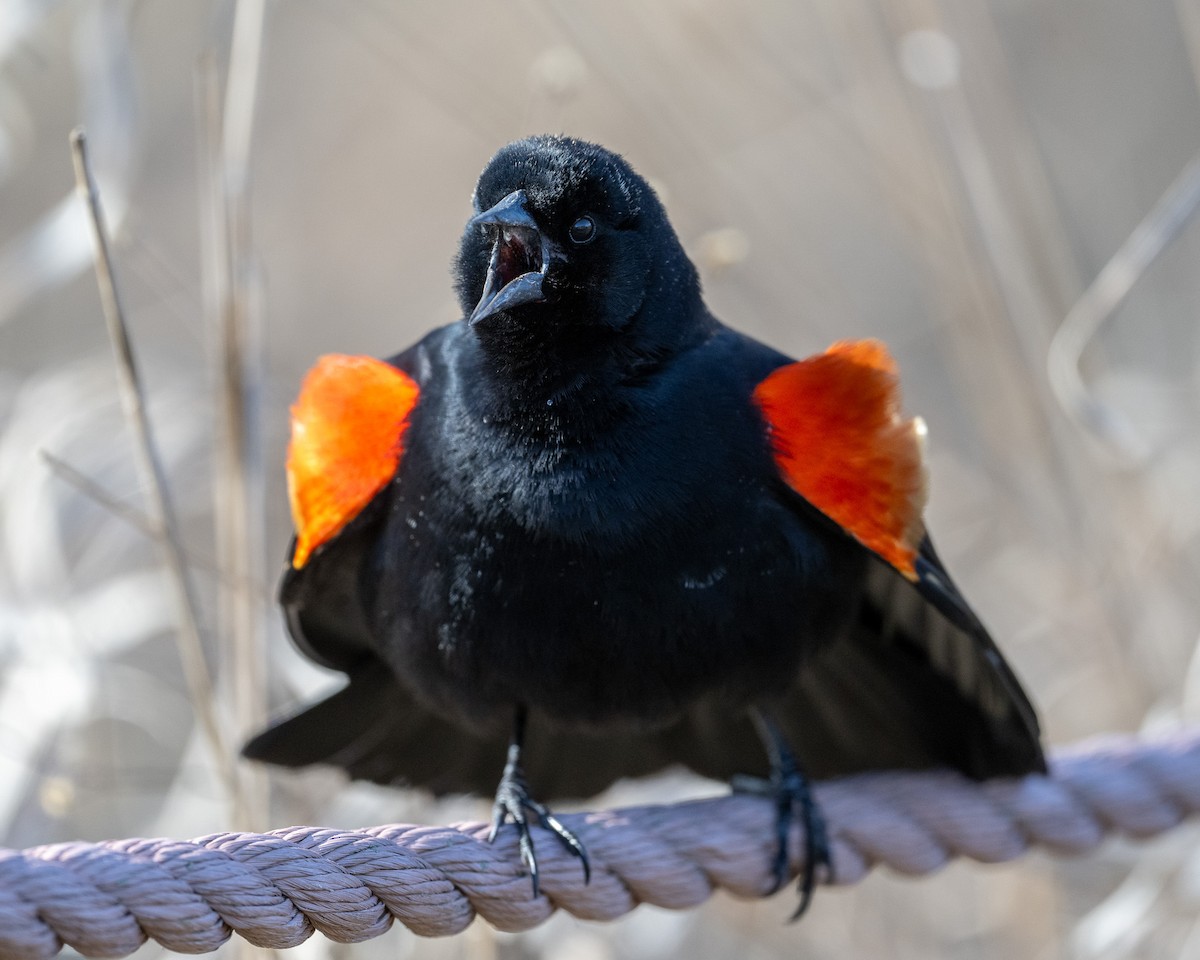 Red-winged Blackbird - Graham Deese