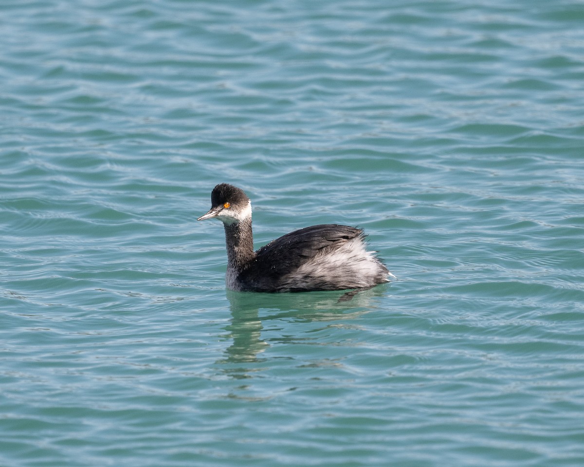 Eared Grebe - ML616235365