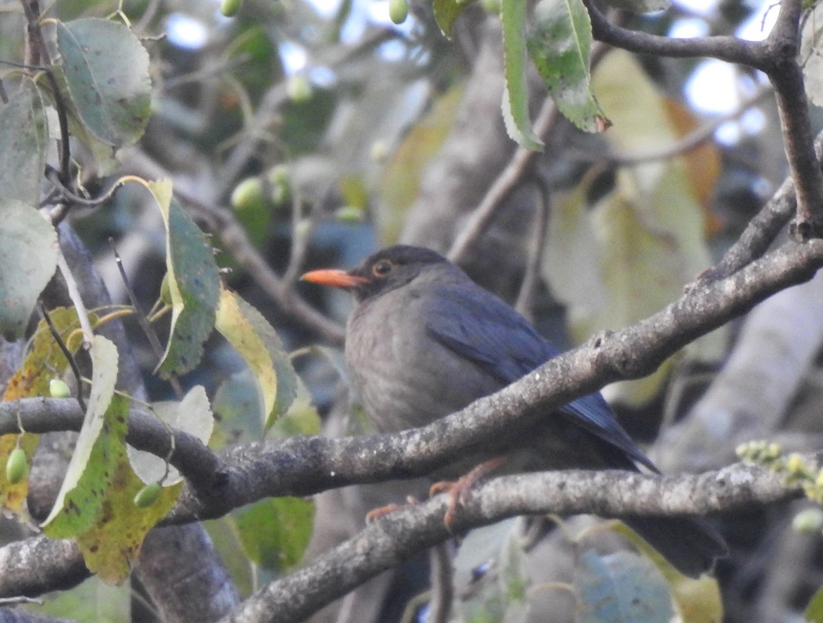 Indian Blackbird - ML616235433