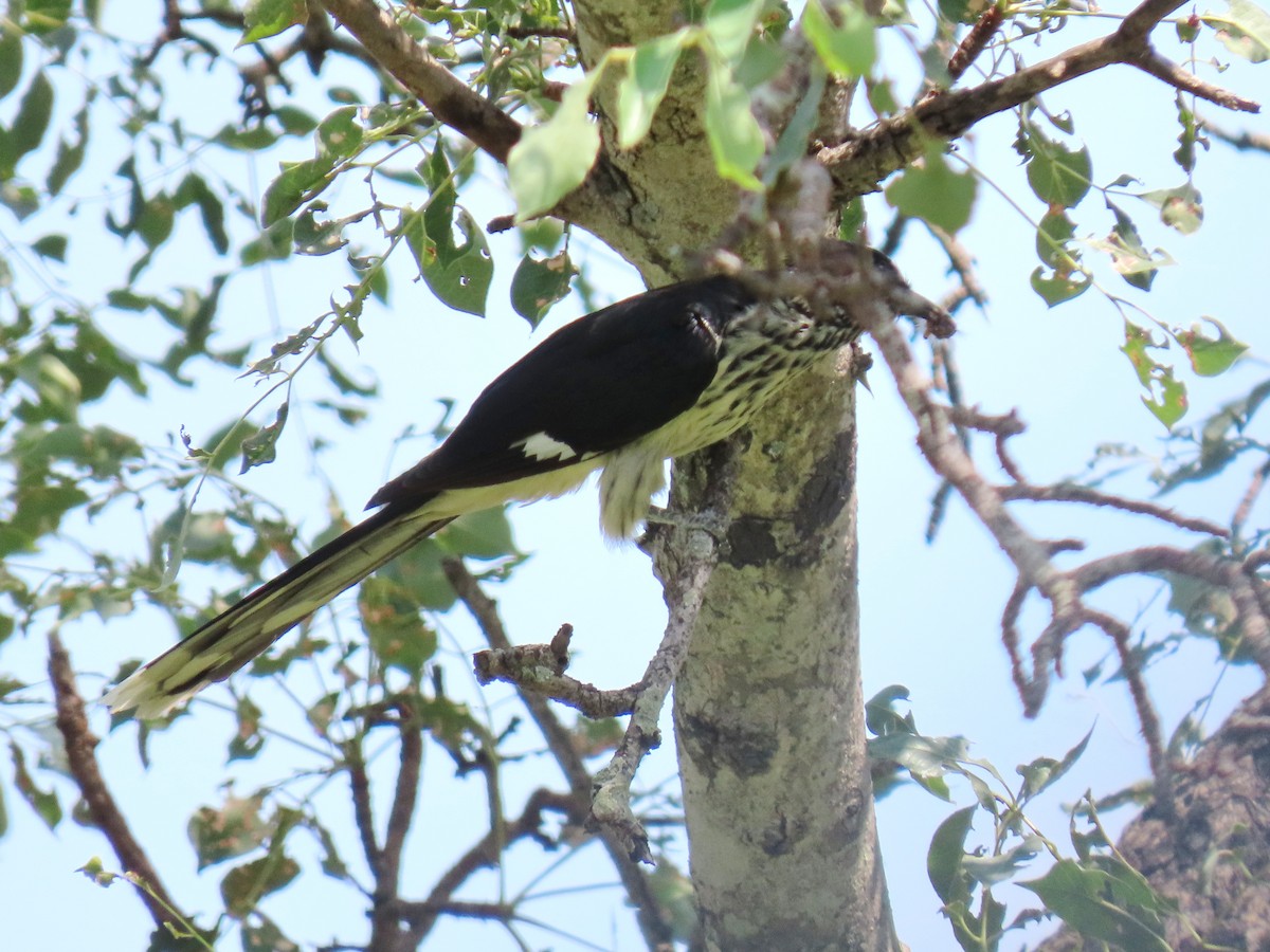 Levaillant's Cuckoo - ML616235519