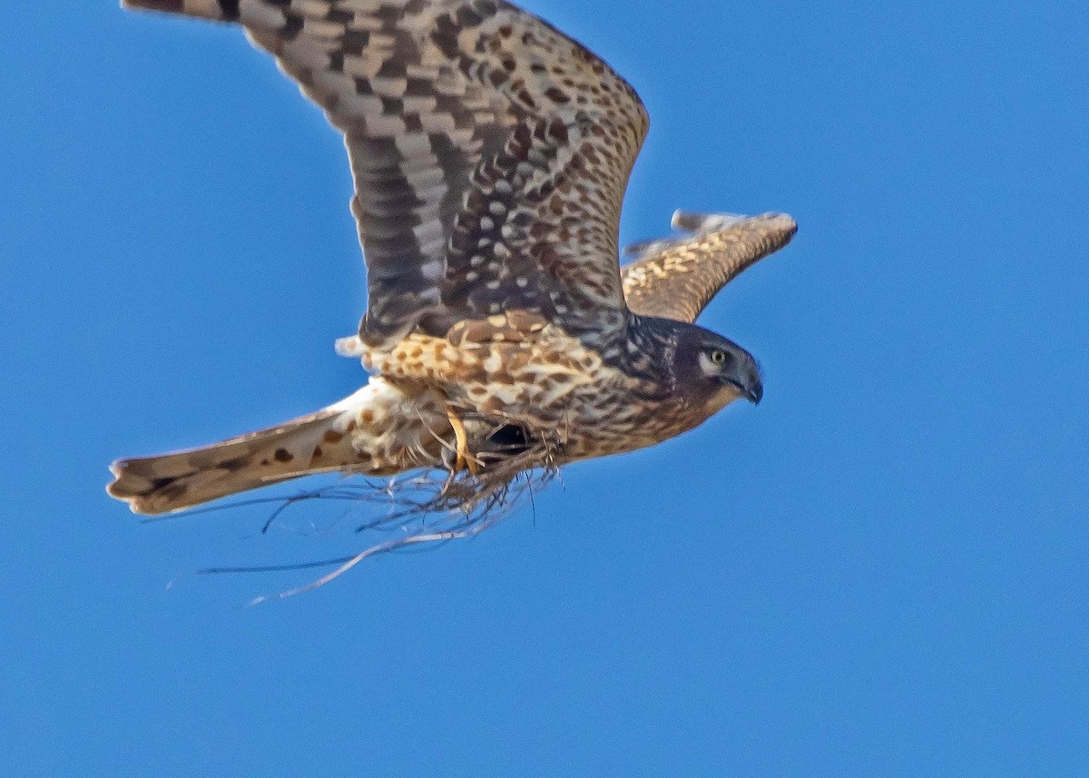 Northern Harrier - Ken Pride