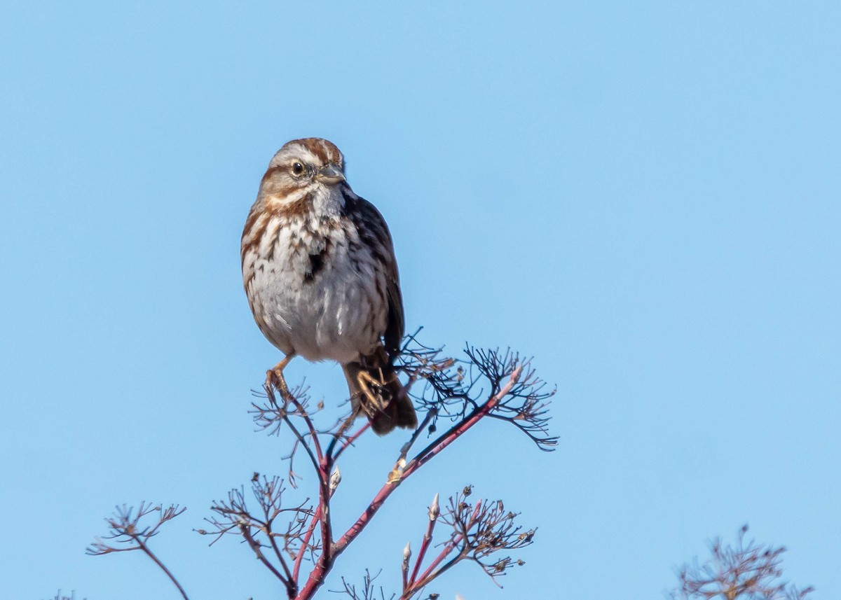 Song Sparrow - ML616235574