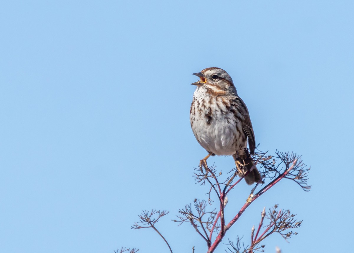 Song Sparrow - ML616235575