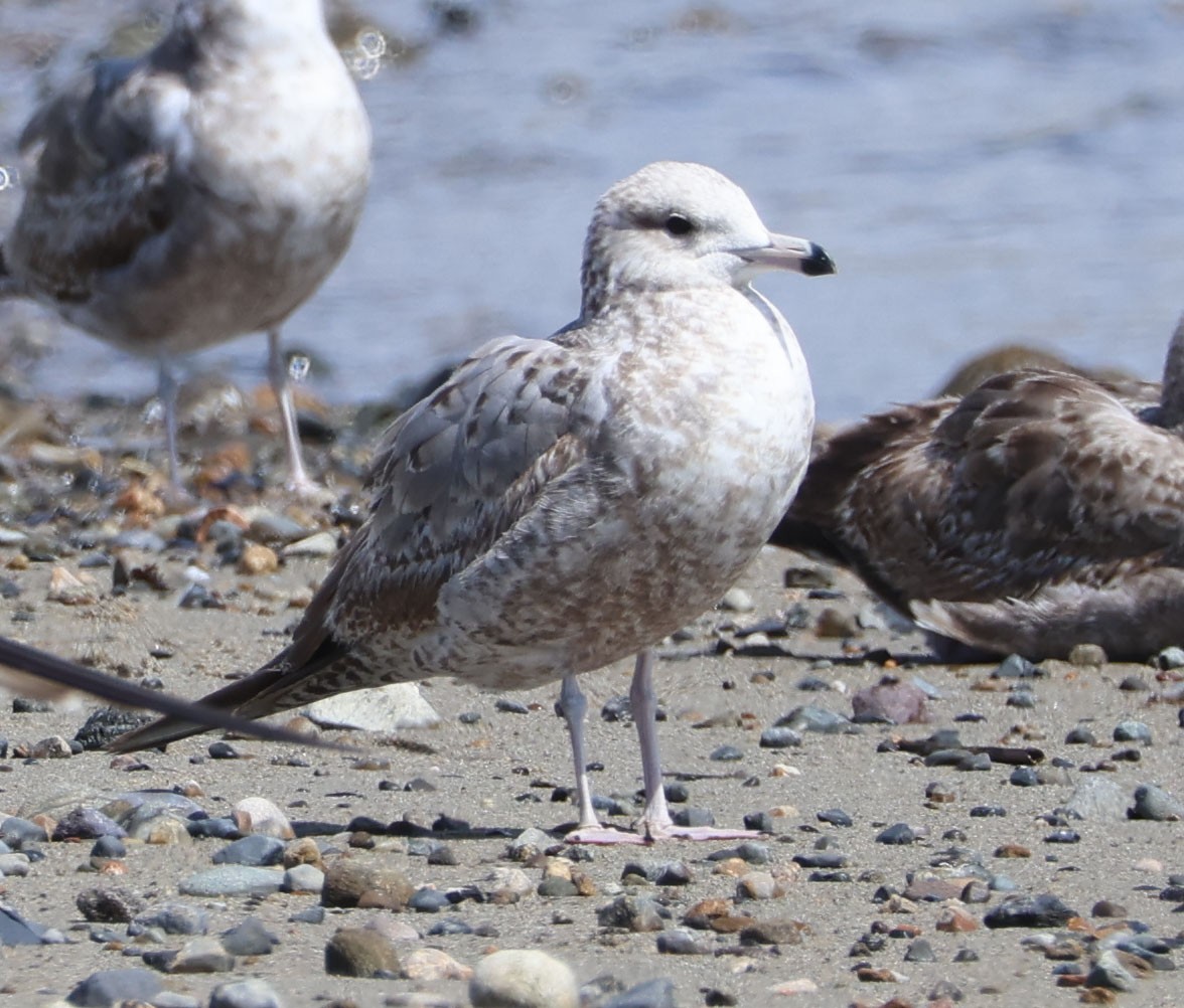 California Gull - ML616235593