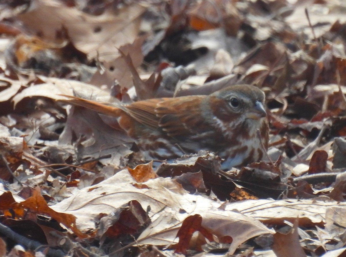 Fox Sparrow - Jennifer Wilson-Pines